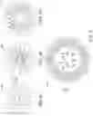 Fig. 03 - DISCRETE PHASE PARTICLES INCLUDING COMPOUNDS FROM OLEA EUROPAEA
