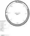 Fig. 11 - LANTIBIOTICS AND LANTIBIOTIC-PRODUCING BACTERIA