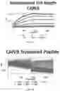 Fig. 03 - Polypeptides for treatment of cancer