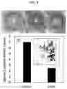 Fig. 10 - METHODS OF OCULAR TREATMENT USING AN ENGINEERED DIMERIC FRAGMENT OF HEPATOCYTE GROWTH FACTOR