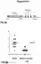 Fig. 07 - PEPTIDES AND COMPOSITIONS FOR TREATMENT OF JOINT DAMAGE