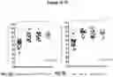 Fig. 08 - PEPTIDES AND COMPOSITIONS FOR TREATMENT OF JOINT DAMAGE