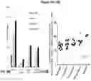 Fig. 11 - PEPTIDES AND COMPOSITIONS FOR TREATMENT OF JOINT DAMAGE