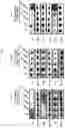 Fig. 03 - PHARMACEUTICAL COMPOSITION, FOR PREVENTING OR TREATING INFLAMMATORY DISEASES, COMPRISING OSTEOCALCIN