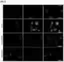 Fig. 04 - PHARMACEUTICAL COMPOSITION, FOR PREVENTING OR TREATING INFLAMMATORY DISEASES, COMPRISING OSTEOCALCIN
