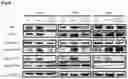 Fig. 05 - PHARMACEUTICAL COMPOSITION, FOR PREVENTING OR TREATING INFLAMMATORY DISEASES, COMPRISING OSTEOCALCIN