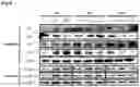 Fig. 06 - PHARMACEUTICAL COMPOSITION, FOR PREVENTING OR TREATING INFLAMMATORY DISEASES, COMPRISING OSTEOCALCIN