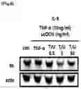 Fig. 09 - PHARMACEUTICAL COMPOSITION, FOR PREVENTING OR TREATING INFLAMMATORY DISEASES, COMPRISING OSTEOCALCIN
