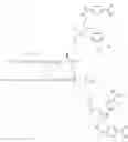 Fig. 204 - GLUCOSE SENSITIVE INSULIN DERIVATIVES