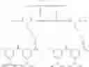 Fig. 355 - GLUCOSE SENSITIVE INSULIN DERIVATIVES