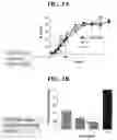 Fig. 02 - METHODS FOR SAFE AND EFFECTIVE THROMBOLYSIS USING SEQUENTIAL ADMINISTRATION OF TISSUE PLASMINOGEN ACTIVATOR AND MUTANT PRO-UROKINASE
