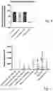 Fig. 07 - Nucleic acid vaccination using neo-epitope encoding constructs