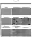 Fig. 11 - A Composition for the Delivery of Biologically Active Agents and Uses Thereof