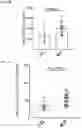 Fig. 27 - METHODS AND COMPOSITIONS FOR TREATING AND DIAGNOSING AUTOIMMUNE DISEASES