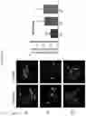 Fig. 03 - Multi-subunit vaccines to elicit both MHC- and CD1-restricted T cell responses