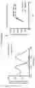 Fig. 11 - Multi-subunit vaccines to elicit both MHC- and CD1-restricted T cell responses