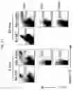 Fig. 15 - Multi-subunit vaccines to elicit both MHC- and CD1-restricted T cell responses