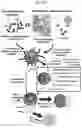 Fig. 18 - Multi-subunit vaccines to elicit both MHC- and CD1-restricted T cell responses