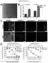 Fig. 22 - Multi-subunit vaccines to elicit both MHC- and CD1-restricted T cell responses