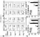 Fig. 25 - Multi-subunit vaccines to elicit both MHC- and CD1-restricted T cell responses