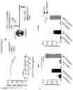 Fig. 32 - Multi-subunit vaccines to elicit both MHC- and CD1-restricted T cell responses