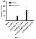 Fig. 10 - VIRUS-LIKE PARTICLES AND USES THEREOF