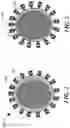 Fig. 03 - IMMUNOGENIC COMPOSITION FORMING A VACCINE, AND A METHOD FOR ITS MANUFACTURE