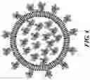 Fig. 04 - IMMUNOGENIC COMPOSITION FORMING A VACCINE, AND A METHOD FOR ITS MANUFACTURE