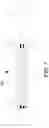 Fig. 07 - IMMUNOGENIC COMPOSITION FORMING A VACCINE, AND A METHOD FOR ITS MANUFACTURE