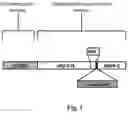 Fig. 02 - Self-assembled protein nanoparticle and its applications thereof