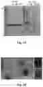 Fig. 03 - Self-assembled protein nanoparticle and its applications thereof