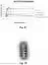 Fig. 04 - Self-assembled protein nanoparticle and its applications thereof