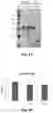 Fig. 07 - Self-assembled protein nanoparticle and its applications thereof