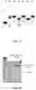 Fig. 11 - Self-assembled protein nanoparticle and its applications thereof