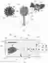 Fig. 02 - UNIVERSAL BACTERIOPHAGE T4 NANOPARTICLE PLATFORM TO DESIGN MULTIPLEX SARS-COV-2 VACCINE CANDIDATES BY CRISPR ENGINEERING
