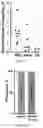 Fig. 06 - UNIVERSAL BACTERIOPHAGE T4 NANOPARTICLE PLATFORM TO DESIGN MULTIPLEX SARS-COV-2 VACCINE CANDIDATES BY CRISPR ENGINEERING