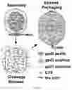 Fig. 08 - UNIVERSAL BACTERIOPHAGE T4 NANOPARTICLE PLATFORM TO DESIGN MULTIPLEX SARS-COV-2 VACCINE CANDIDATES BY CRISPR ENGINEERING