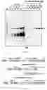 Fig. 11 - UNIVERSAL BACTERIOPHAGE T4 NANOPARTICLE PLATFORM TO DESIGN MULTIPLEX SARS-COV-2 VACCINE CANDIDATES BY CRISPR ENGINEERING
