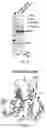 Fig. 12 - UNIVERSAL BACTERIOPHAGE T4 NANOPARTICLE PLATFORM TO DESIGN MULTIPLEX SARS-COV-2 VACCINE CANDIDATES BY CRISPR ENGINEERING