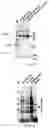 Fig. 17 - UNIVERSAL BACTERIOPHAGE T4 NANOPARTICLE PLATFORM TO DESIGN MULTIPLEX SARS-COV-2 VACCINE CANDIDATES BY CRISPR ENGINEERING