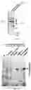 Fig. 18 - UNIVERSAL BACTERIOPHAGE T4 NANOPARTICLE PLATFORM TO DESIGN MULTIPLEX SARS-COV-2 VACCINE CANDIDATES BY CRISPR ENGINEERING