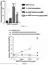 Fig. 20 - UNIVERSAL BACTERIOPHAGE T4 NANOPARTICLE PLATFORM TO DESIGN MULTIPLEX SARS-COV-2 VACCINE CANDIDATES BY CRISPR ENGINEERING
