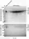 Fig. 25 - UNIVERSAL BACTERIOPHAGE T4 NANOPARTICLE PLATFORM TO DESIGN MULTIPLEX SARS-COV-2 VACCINE CANDIDATES BY CRISPR ENGINEERING