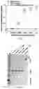 Fig. 28 - UNIVERSAL BACTERIOPHAGE T4 NANOPARTICLE PLATFORM TO DESIGN MULTIPLEX SARS-COV-2 VACCINE CANDIDATES BY CRISPR ENGINEERING