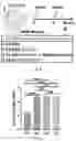 Fig. 40 - UNIVERSAL BACTERIOPHAGE T4 NANOPARTICLE PLATFORM TO DESIGN MULTIPLEX SARS-COV-2 VACCINE CANDIDATES BY CRISPR ENGINEERING