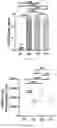 Fig. 41 - UNIVERSAL BACTERIOPHAGE T4 NANOPARTICLE PLATFORM TO DESIGN MULTIPLEX SARS-COV-2 VACCINE CANDIDATES BY CRISPR ENGINEERING