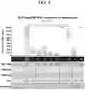 Fig. 05 - TRITERPENE SAPONIN ANALOGUES