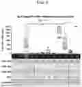 Fig. 06 - TRITERPENE SAPONIN ANALOGUES