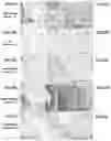 Fig. 11 - Complexes and methods of reducing inflammation