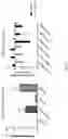 Fig. 16 - AAV VECTOR-MEDIATED DELETION OF LARGE MUTATIONAL HOTSPOT FOR TREATMENT OF DUCHENNE MUSCULAR DYSTROPHY